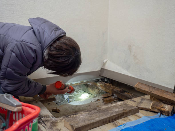 Best Dehumidification Services  in Edgewater, CO