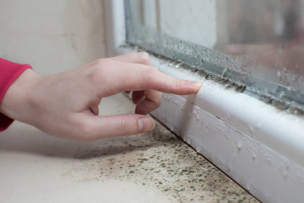  Edgewater, CO Mold Removal Pros