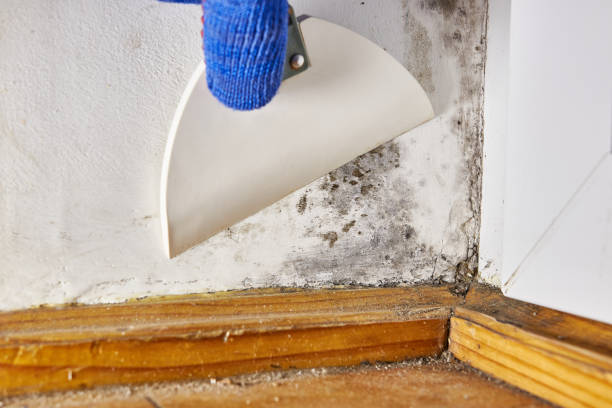 Best Residential Mold Inspection & Testing  in Edgewater, CO